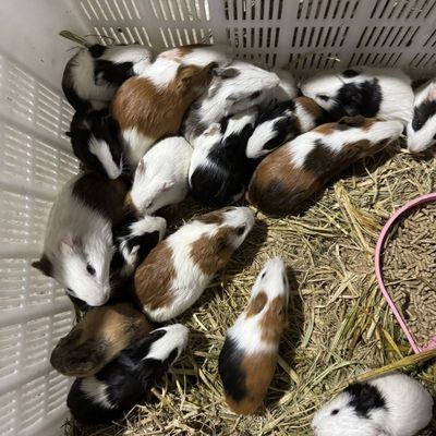 自家养殖可爱宠物荷兰猪幼崽活物活体豚鼠苗公母繁殖卡皮巴拉同款