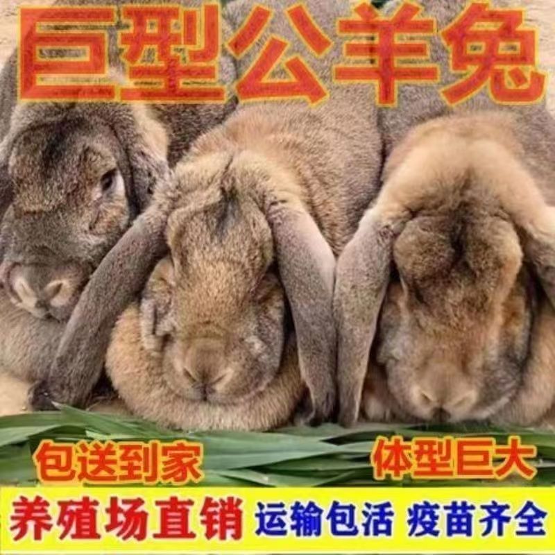 新品纯种二代公羊兔活体巨兔大型家养兔子活体肉兔苗巨兔包邮包活