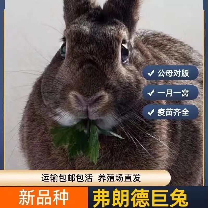 兔子活物大巨型肉兔白兔小兔苗比利时家养肉兔苗月月兔新品弗朗德