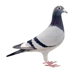 鸽子活物一对繁殖种鸽幼鸽青年落地王瓦灰白羽王下蛋肉鸽基地直供