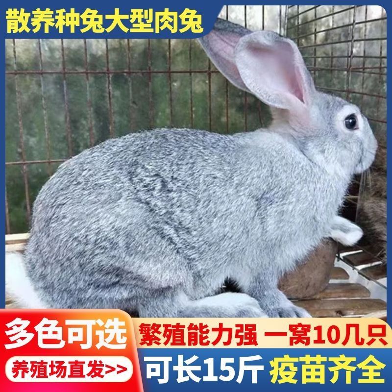 成年兔子活体新西兰比利时种兔伊拉肉兔活体大兔子活物散养可食用