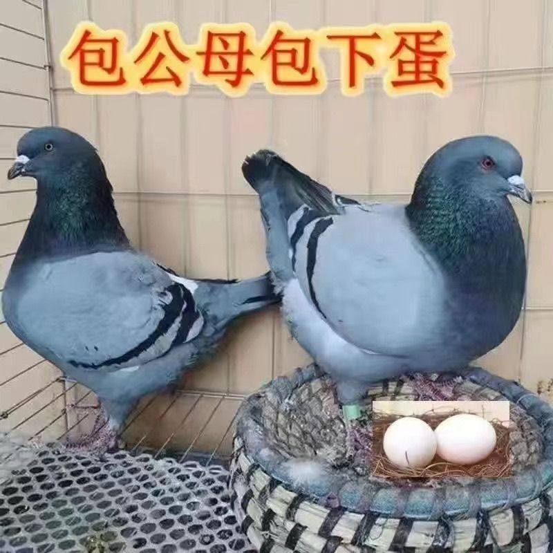 鸽子活体青年鸽一对肉鸽家养瓦灰白羽王雨点落地王米玛斯健康包活