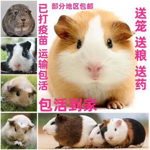 宠物荷兰猪学生宿舍饲养加州豚鼠长不大黑豚荷兰竺鼠仓鼠英短种苗