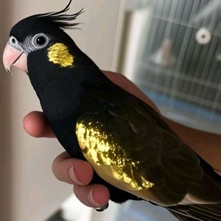 玄凤鹦鹉一对公母金冠不秃白子白脸百趴无杂毛黑牛黄化原始灰珍珠