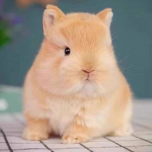 【顺丰包邮】双血统迷你小侏儒兔垂耳兔纯种活物宠物兔短耳朵圆脸