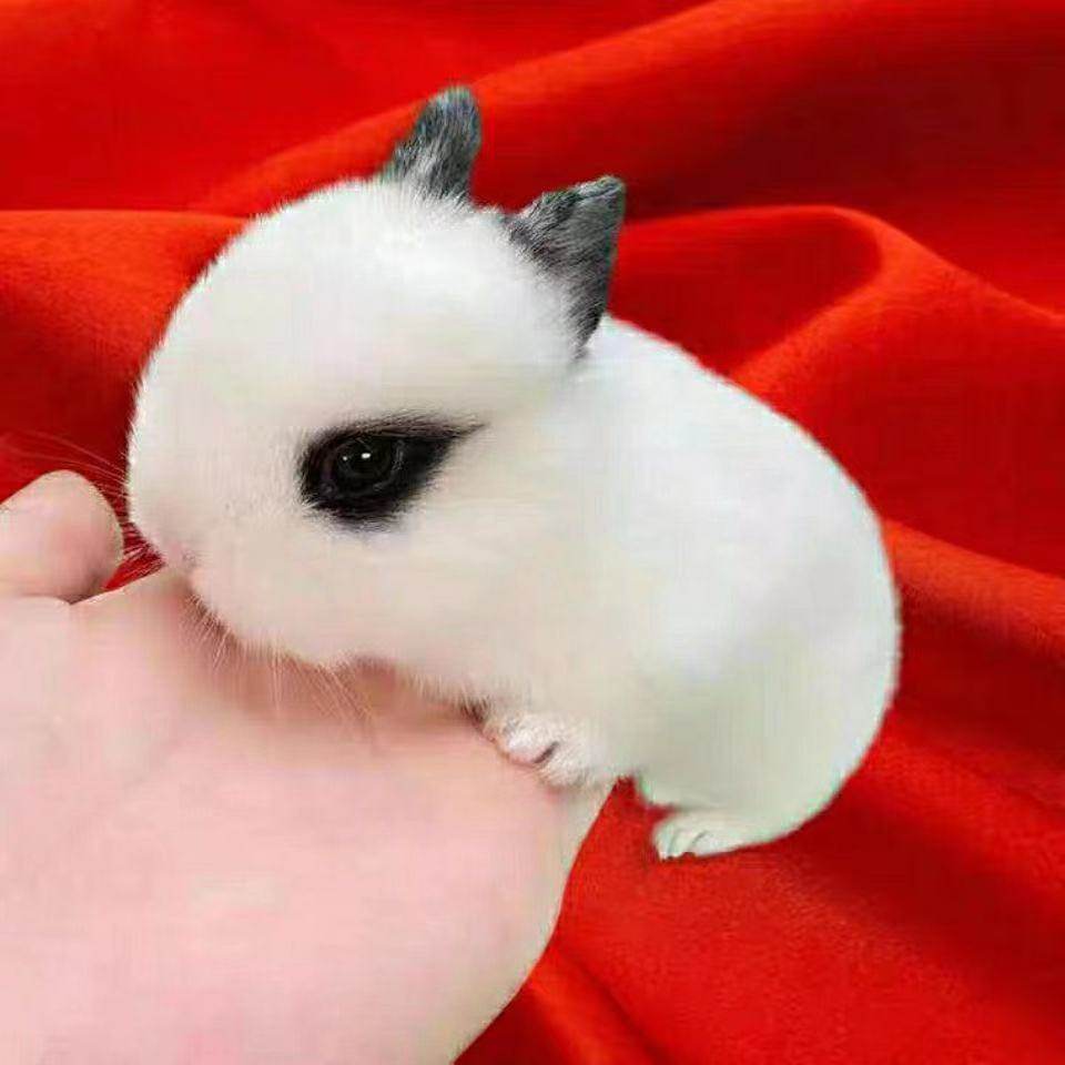 侏儒猫猫兔,侏儒兔_大山谷图库