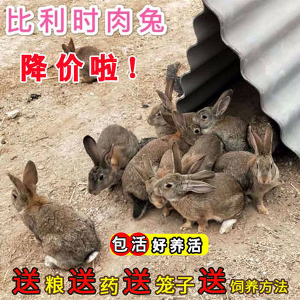 兔子活体大型肉兔月月兔新西兰兔比利时肉兔苗白兔可长20斤可繁殖
