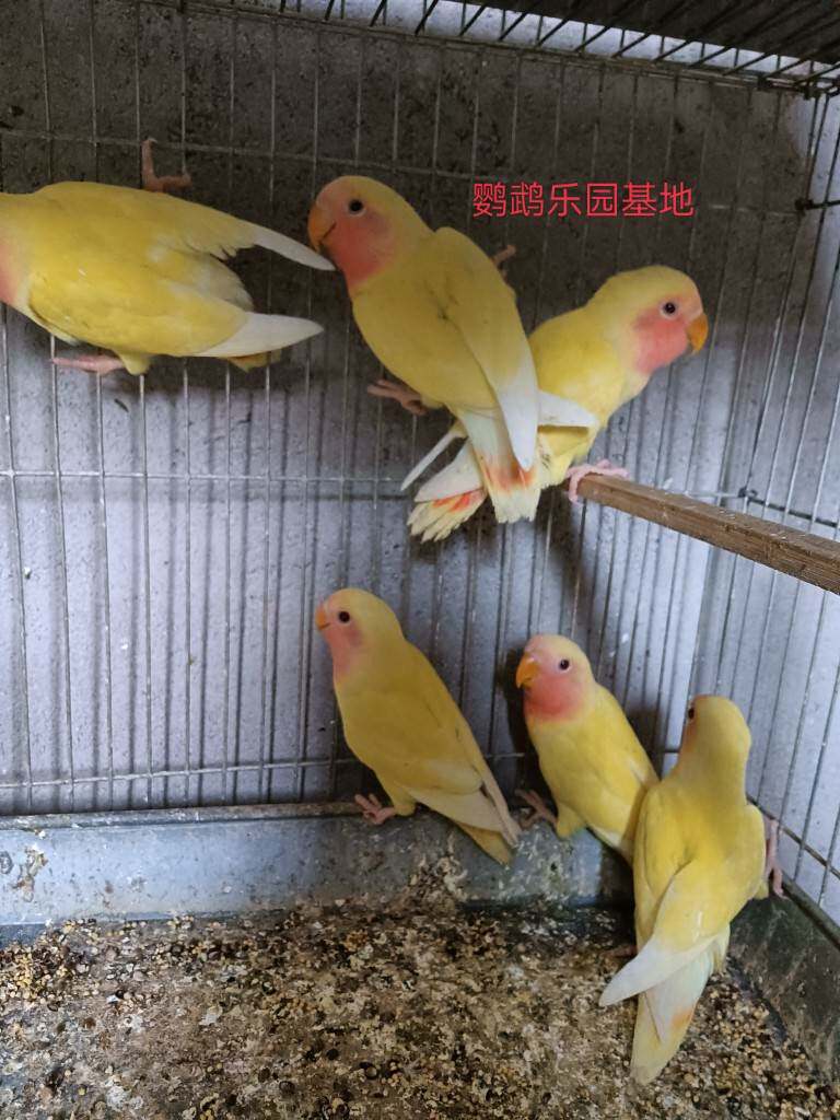 牡丹鹦鹉红嘴黄绿桃脸牡丹鹦鹉虎皮鹦鹉鸟活体鸟活物鹦鹉鸟