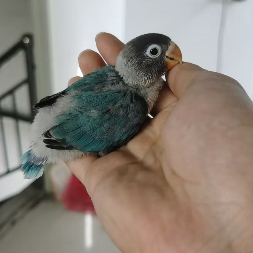 新品牡丹鹦鹉雏鸟红嘴爱情鸟黑头+绿金丝华丽羽冠智商高幼雏