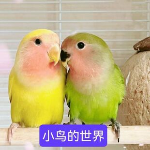 【萌宠伴侣】鹦鹉活鸟爱情鸟手养亲人虎皮鹦鹉牡丹鹦鹉宠物鸟鸟活