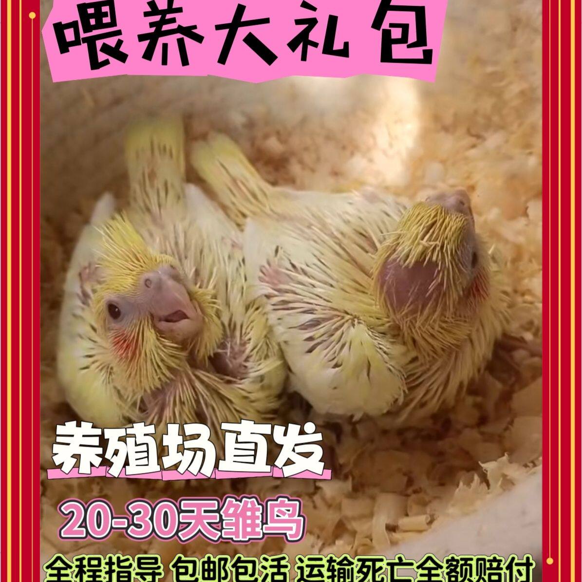 【赠送奶粉礼包】牡丹玄凤雏鸟半毛会说话黄桃绿桃鹦鹉手养云斑虎图片