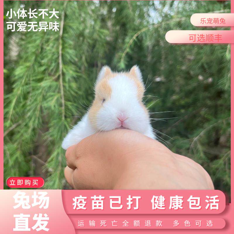 活体小兔子侏儒兔迷你长不大小型公主熊猫兔垂耳兔小白兔宠物兔