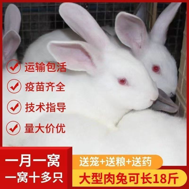 【多赠品实惠】兔子活体大型肉兔子青紫兰小白兔新西兰肉兔兔苗小