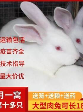 【多赠品实惠】兔子活体大型肉兔子青紫兰小白兔新西兰肉兔兔苗小