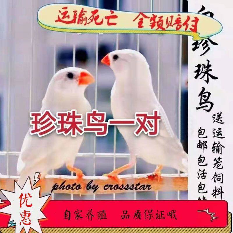 珍珠鸟活鸟灰白珍珠十姐妹一对种鸟繁殖幼鸟学说话宠物手养鸟