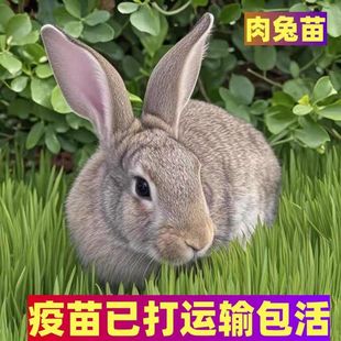 新西兰巨兔比利时成年种兔活物繁殖大型家养乖巧可食用兔兔多重福