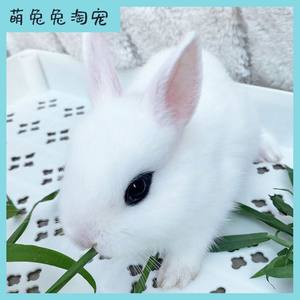 超萌宠物小兔子凤眼海棠兔侏儒兔长耳朵小白兔迷你茶杯兔活家兔子