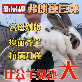 兔子活物大巨型肉兔白兔小兔苗比利时家养肉兔苗月月兔新品大流士
