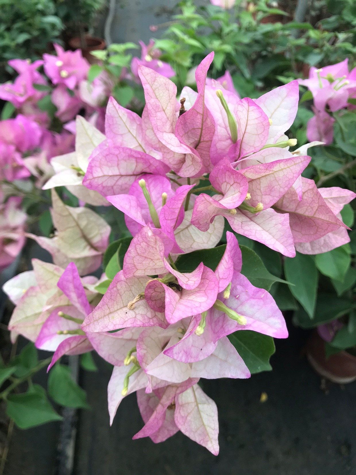 三角梅末代皇帝扦插苗全店2棵包邮