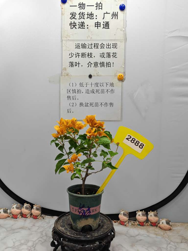 开播福利  蒙娜丽莎黄2888