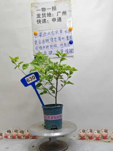 周末福利 橙玛丽 630