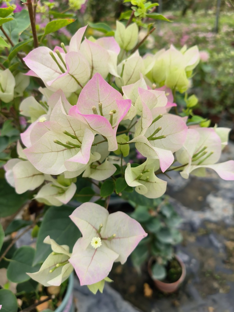 三角梅绿叶樱花扦插苗带盆发货