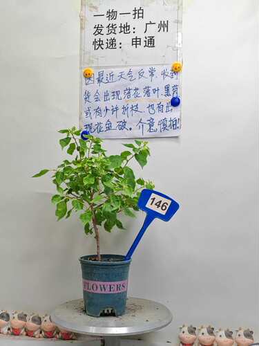 周末福利 黄玛丽苏 146
