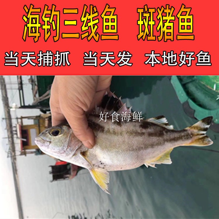 粤东海鲜好鱼月子鲜活海鱼新鲜斑猪鱼三划鱼冰鲜海钓三线鱼