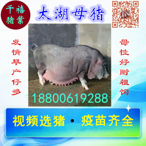 原种高产太湖种母猪大梅山猪配种