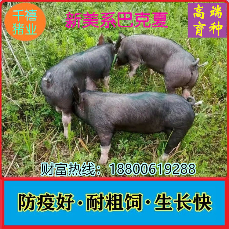 巴克夏种公猪约克夏种公猪精长白大白杜洛克国寿黑猪黑金刚