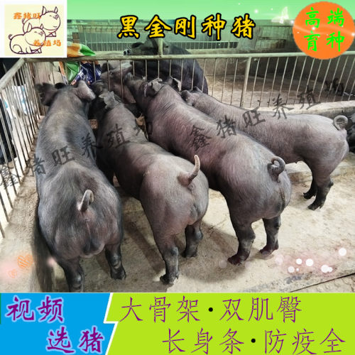 原种黑金刚种猪国寿黑母猪原种黑杜公猪仔新美系杜洛克种公猪包邮