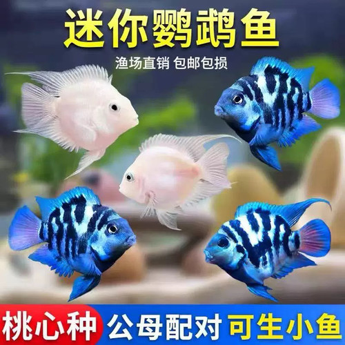 迷你鹦鹉鱼苗观赏鱼耐活小型热带鱼淡水鹦鹉鱼宝蓝白金可繁殖种鱼