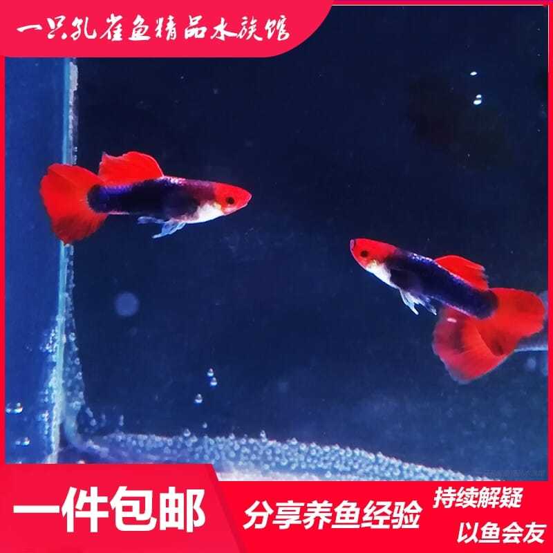 深海贵族孔雀鱼蓝红运鸿运当头下崽狂魔孕母凤尾折扇红扇热带