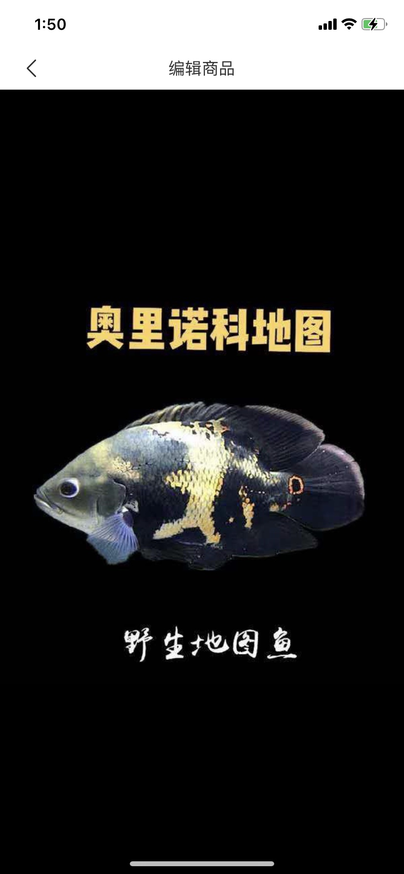 奥图鱼地图鱼苗大黄蜂南美加拉辛淡水族活体肉食性凶猛热带观赏鱼
