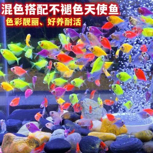 颜色多样天使鱼热带淡水鱼