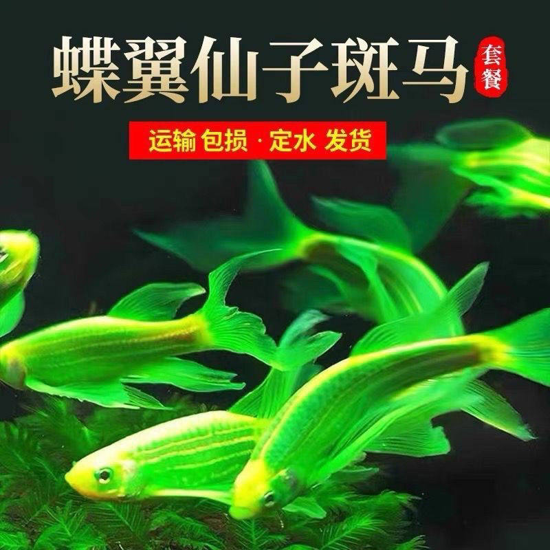 好养耐活蝶翼斑马鱼热带淡水鱼