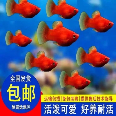 红皮球鱼好养容易繁殖热带淡水鱼