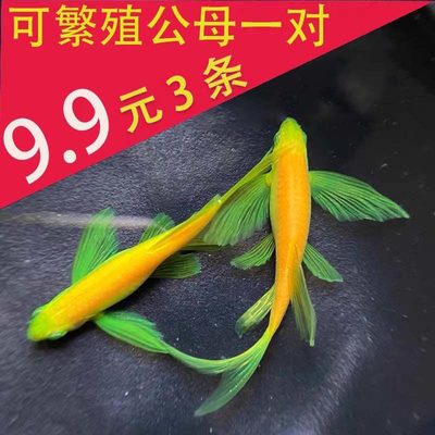 好养耐活蝶翼斑马鱼淡水鱼冷水鱼