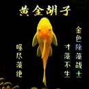 黄金胡子鱼大帆红眼蓝眼24k工具鱼清缸除藻热带鱼胡子鱼清洁鱼