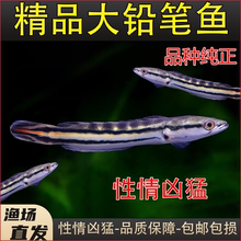 精品大铅笔鱼苗子雷龙鱼小盾鳢多曼大型凶猛肉食雷龙鱼热带观赏鱼