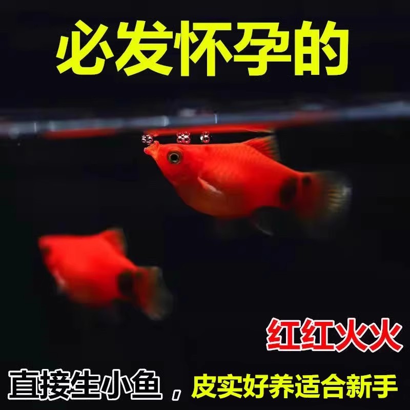 米奇鱼 月光鱼 胎生鱼 小型鱼 观赏鱼 新手推荐 好养活新手鱼包邮