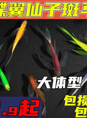 蝶翼长尾斑马鱼蝶衣观赏鱼大号翡翠蝶翼斑马鱼糖果缸龙凤冷水淡水