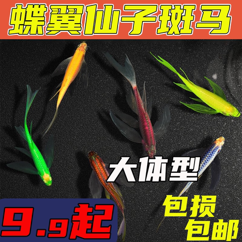 长尾蝶翼斑马鱼斑马鱼淡水蝶翼蝶