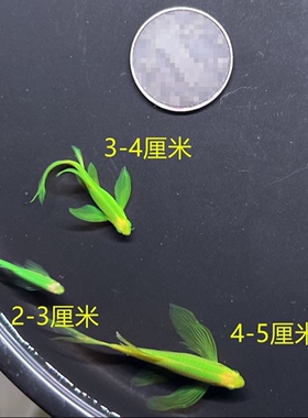 蝶翼绿翡翠斑马鱼长尾长鳍观赏鱼荧光冷水鱼小型热带鱼观赏活体鱼