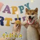 韩版 猫咪狗狗派对生日帽围兜小狗围脖可爱口水巾帽子生日拍照装 扮