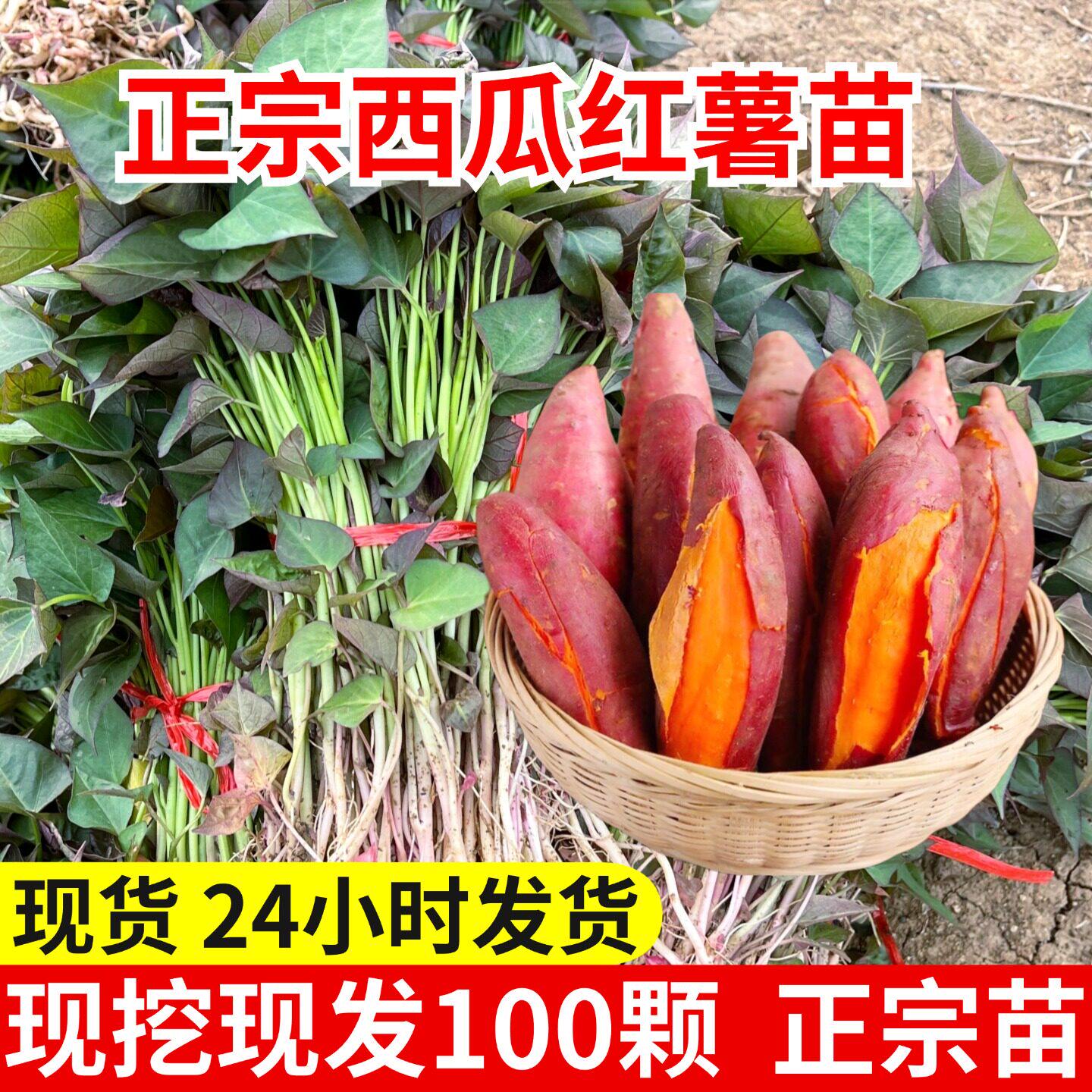 西瓜红红薯苗烟薯紫薯苗黄心流油烤蜜薯苗板栗山芋地瓜苗100棵包