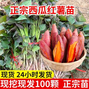 西瓜红红薯苗烟薯紫薯苗黄心流油烤蜜薯苗板栗山芋地瓜苗100棵包