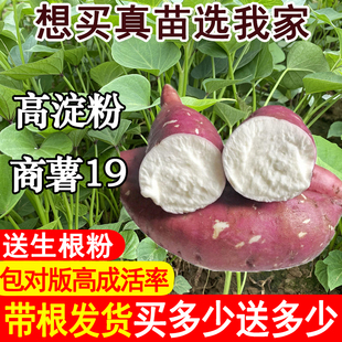 高产高淀粉商薯19薯苗蜜薯苗白心地瓜苗烤薯型红薯苗秧红薯苗种
