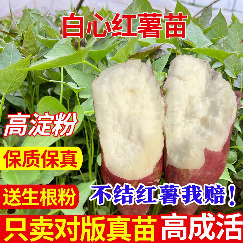 白心红薯苗高淀粉商薯19红薯苗板栗薯秧苗西瓜红密薯苗糖心红薯苗