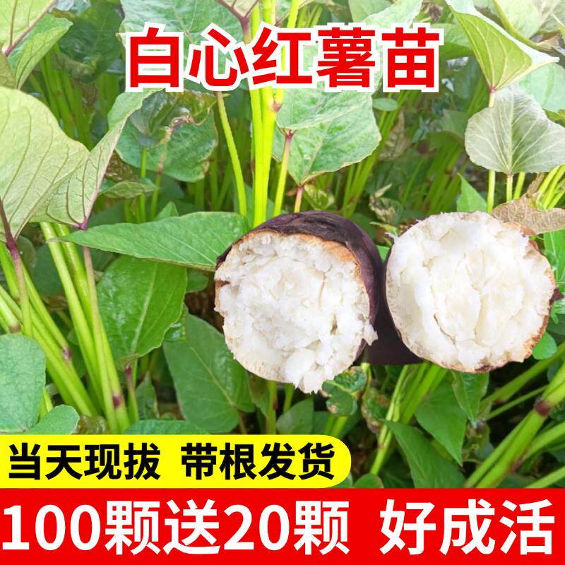 河南白心红薯苗板栗薯高淀粉型薯苗商19薯苗栗子香红薯苗出粉率高